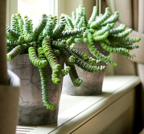 Crassula - Groen van bij ons