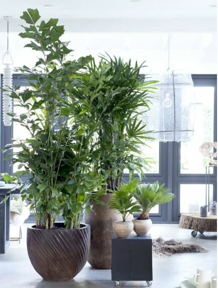 Vissenstaartpalm - Groen van bij ons
