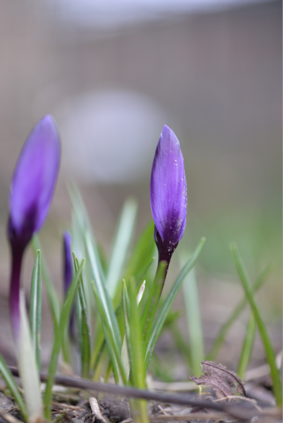 Krokus - Groen van bij ons