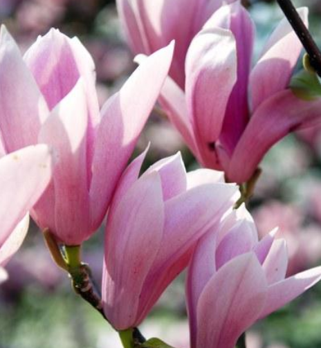  Magnolia - Groen van bij ons