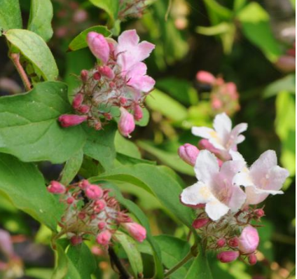  Weigelia - Groen van bij ons