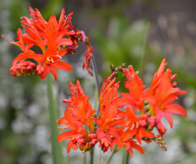  Montbretia - Groen van bij ons