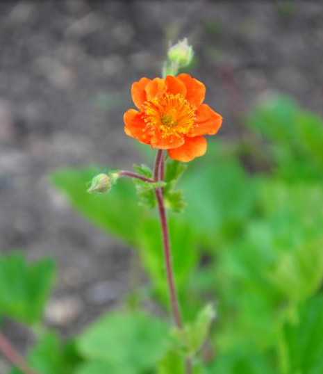 Nagelkruid - Groen van bij ons