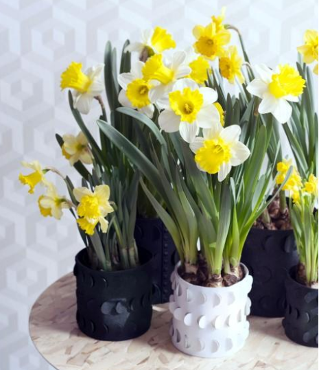 Narcis - Groen van bij ons
