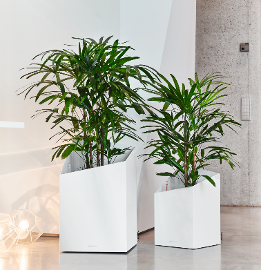  Stokpalm - Bamboepalm - Groen van bij ons