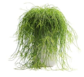  Rhipsalis - Koraalcactus - Groen van bij ons