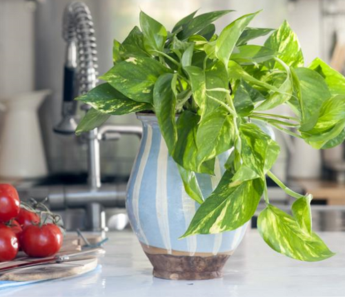  Scindapsus - Epipremnum - Groen van bij ons