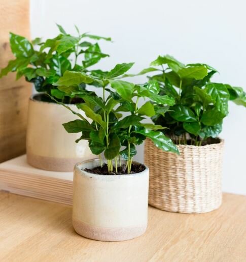 Koffieplant - Groen van bij ons
