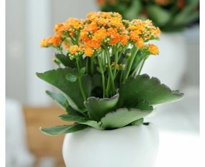 Kalanchoë - Groen van bij ons