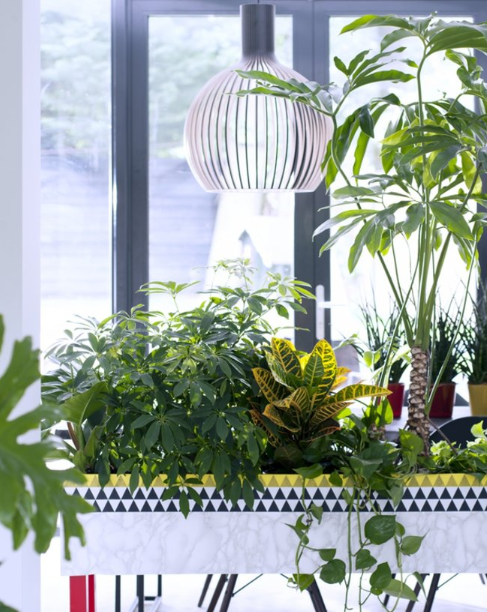  Vingersboom - Groen van bij ons
