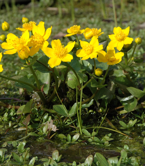  Dotterbloem - Groen van bij ons