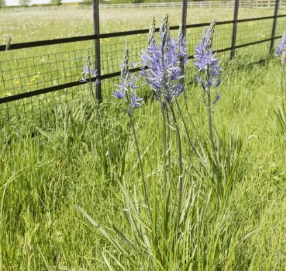  Prairielelie - Groen van bij ons