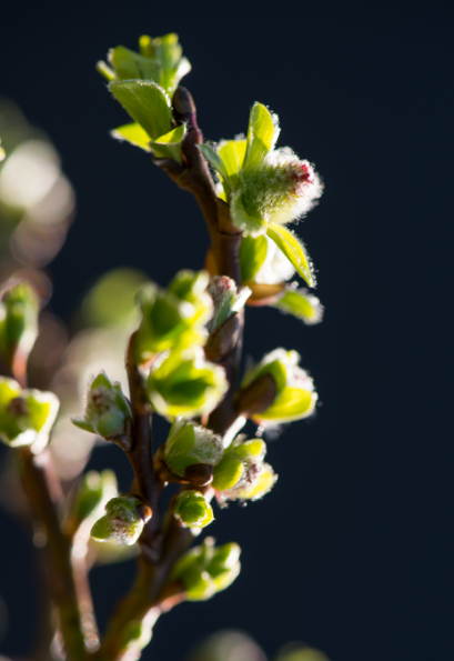 Gele treurwilg - Groen van bij ons