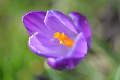 Krokus - Groen van bij ons