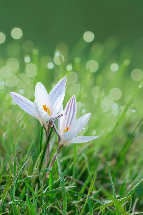 Krokus - Groen van bij ons