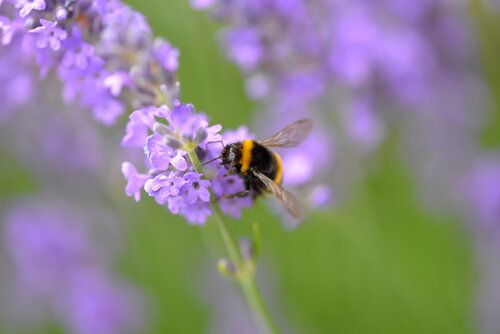 Lavendel - Groen van bij ons