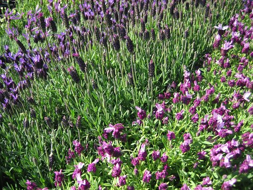 Lavendel - Groen van bij ons