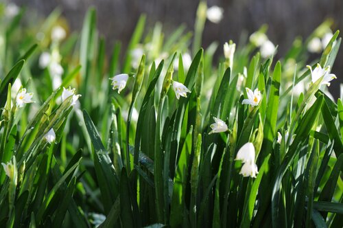 Lenteklokje - Groen van bij ons