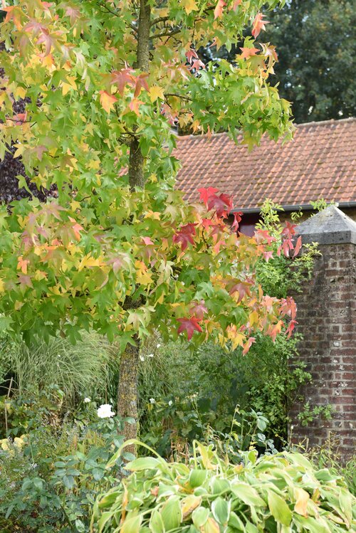 Amberboom - Groen van bij ons