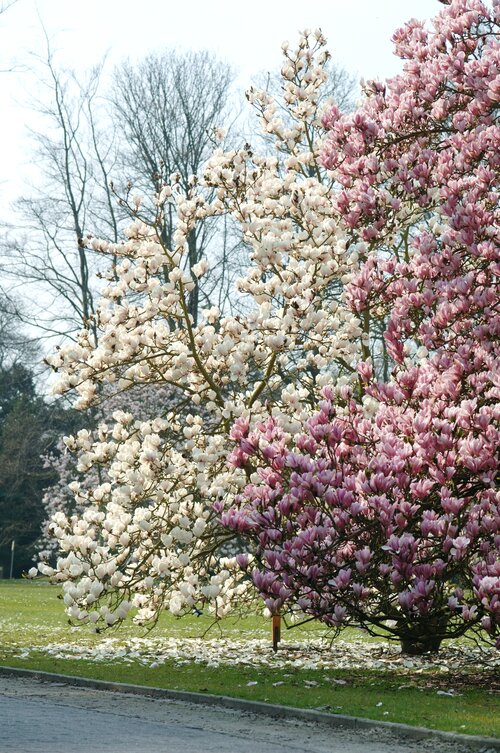  Magnolia - Groen van bij ons