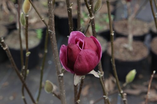  Magnolia - Groen van bij ons