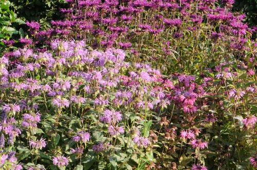 Bergamotplant - Groen van bij ons 