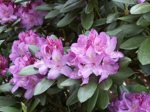 Rododendron - Hybriden - Groen van bij ons