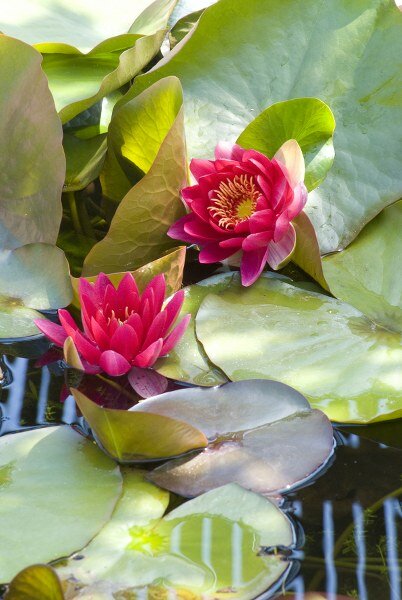  Waterlelie - Groen van bij ons