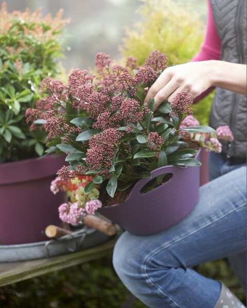  Skimmia - Groen van bij ons
