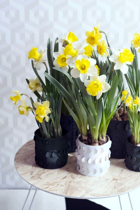 Narcis - Groen van bij ons
