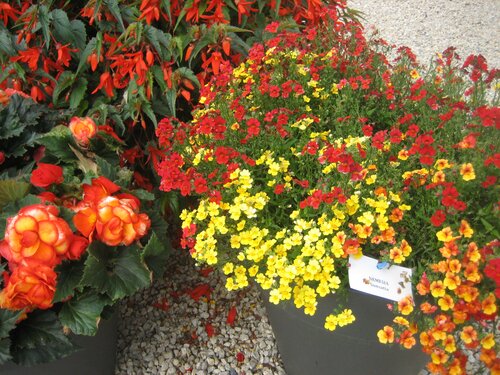 Nemesia - Groen van bij ons