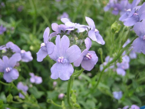 Nemesia - Groen van bij ons
