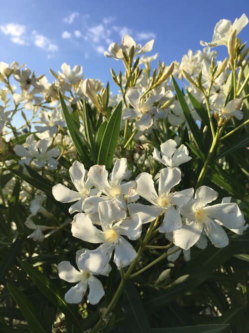  Oleander - Groen van bij ons