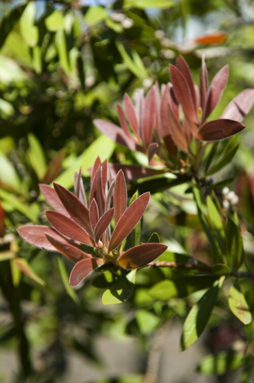  Oleander - Groen van bij ons