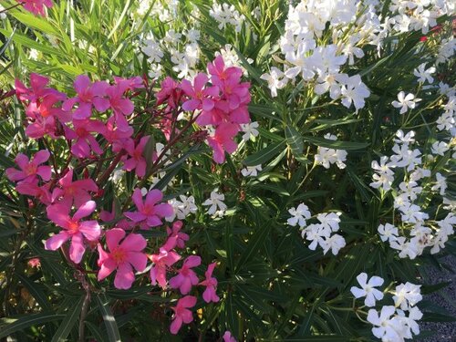  Oleander - Groen van bij ons