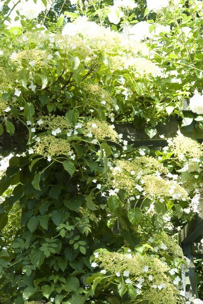 Klimhortensia - Groen van bij ons