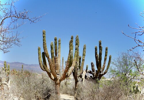 Olifant cactus - Groen van bij ons