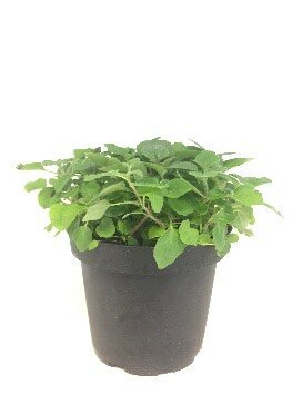 Marjolein - Groen van bij ons