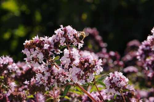 Marjolein - Groen van bij ons