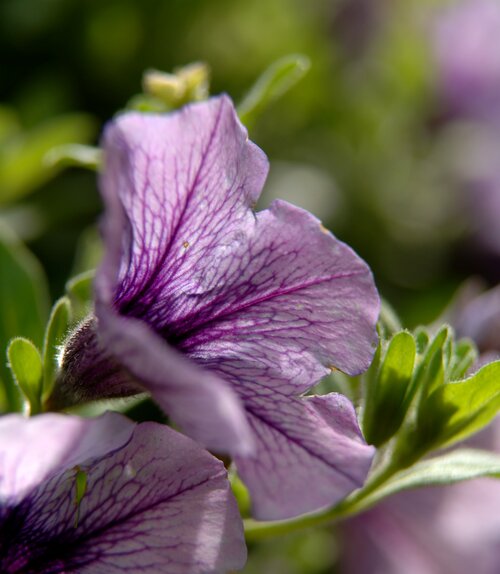  Petunia - Groen van bij ons