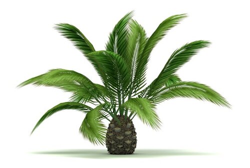  Canarische dadelpalm - Groen van bij ons