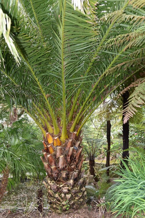  Canarische dadelpalm - Groen van bij ons