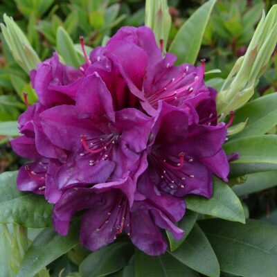Rododendron - Hybriden - Groen van bij ons