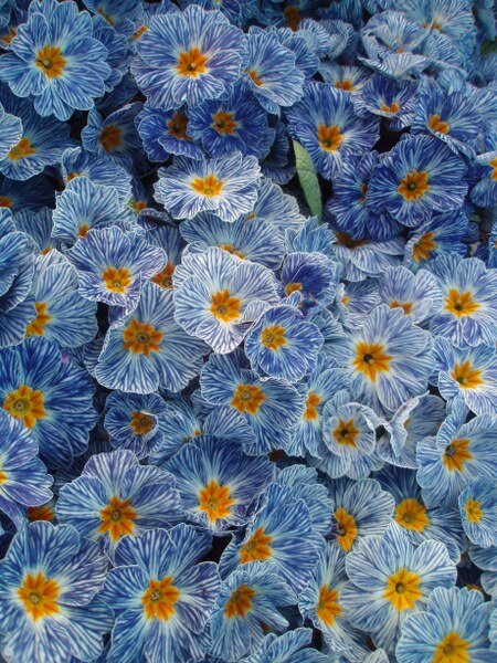  Sleutelbloem 'Zebra Blue' - Groen van bij ons