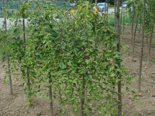 Bontbladige Japanse treurkerselaar - Groen van bij ons