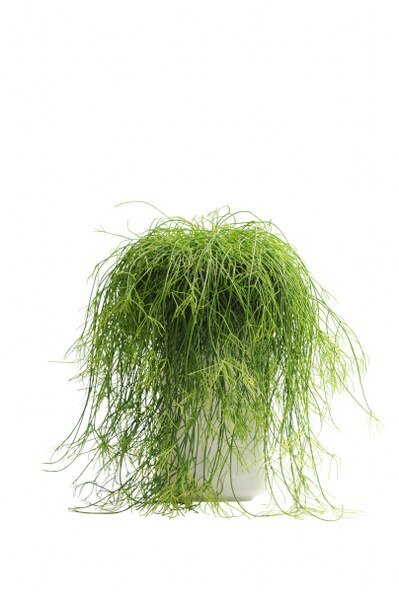  Rhipsalis - Koraalcactus - Groen van bij ons