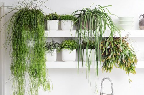  Rhipsalis - Koraalcactus - Groen van bij ons
