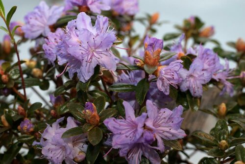 Rododendron - Dwergsoorten - Groen van bij ons