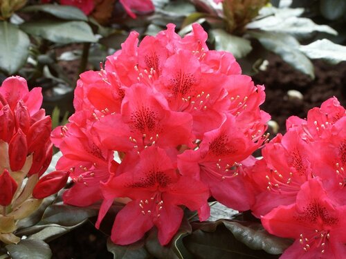 Rododendron - Hybriden - Groen van bij ons