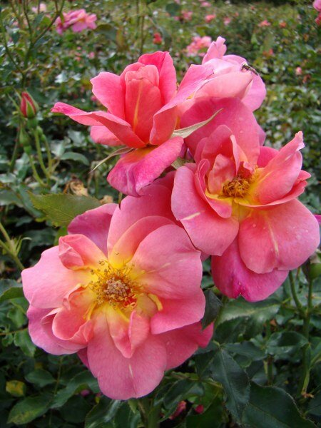 Roos 'Maisha' - Groen van bij ons 